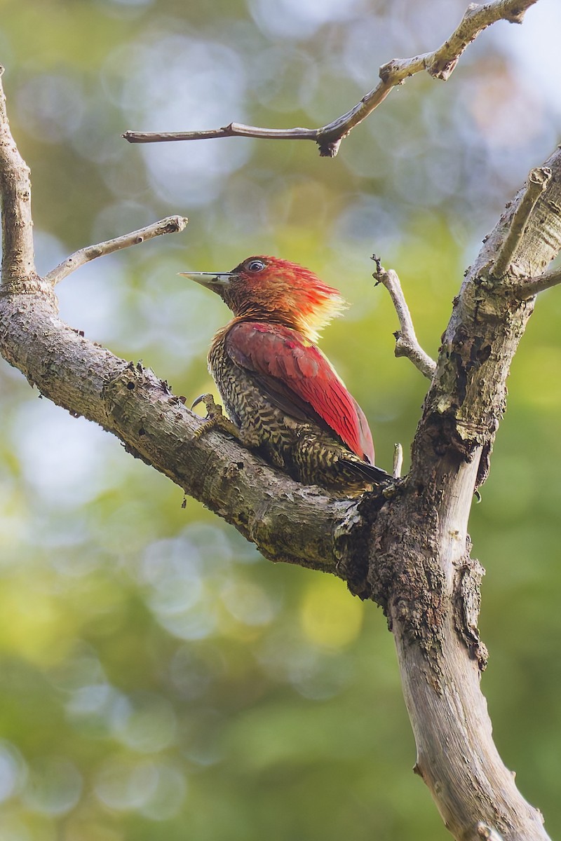 Banded Woodpecker - ML641235861
