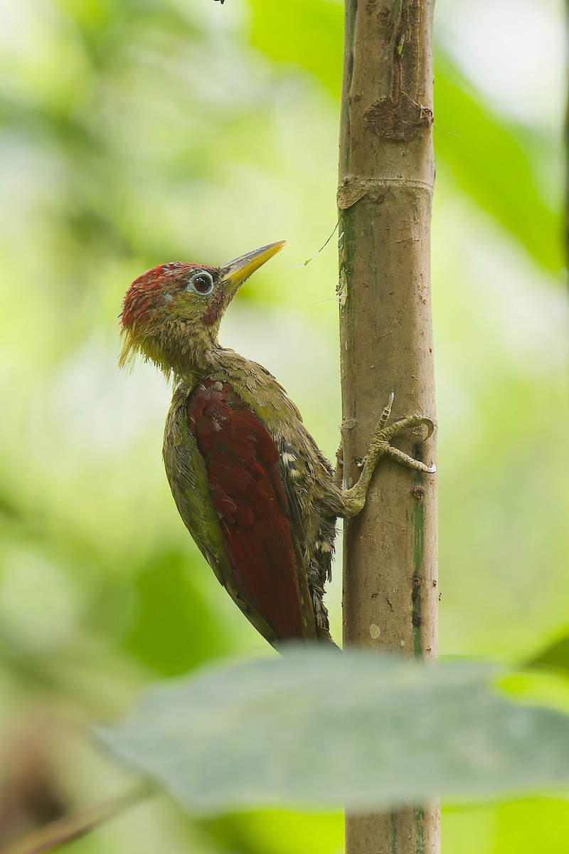 Crimson-winged Woodpecker - ML641235950
