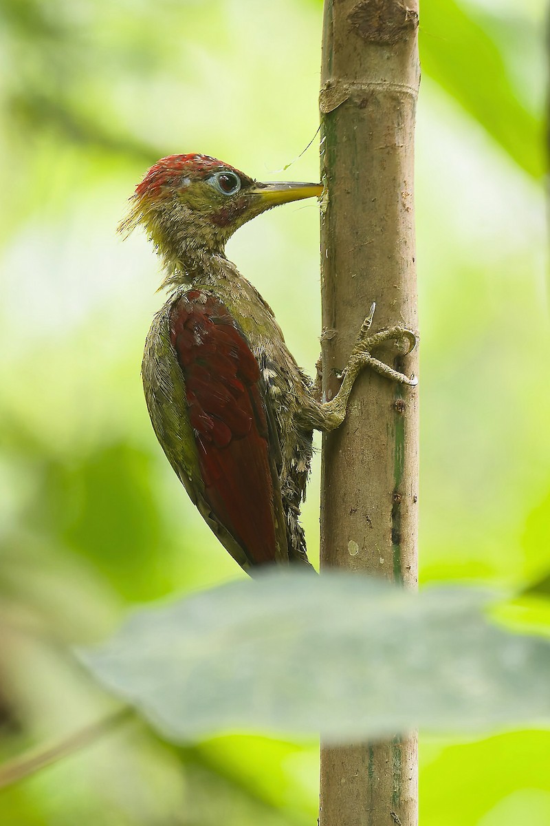Crimson-winged Woodpecker - ML641235951