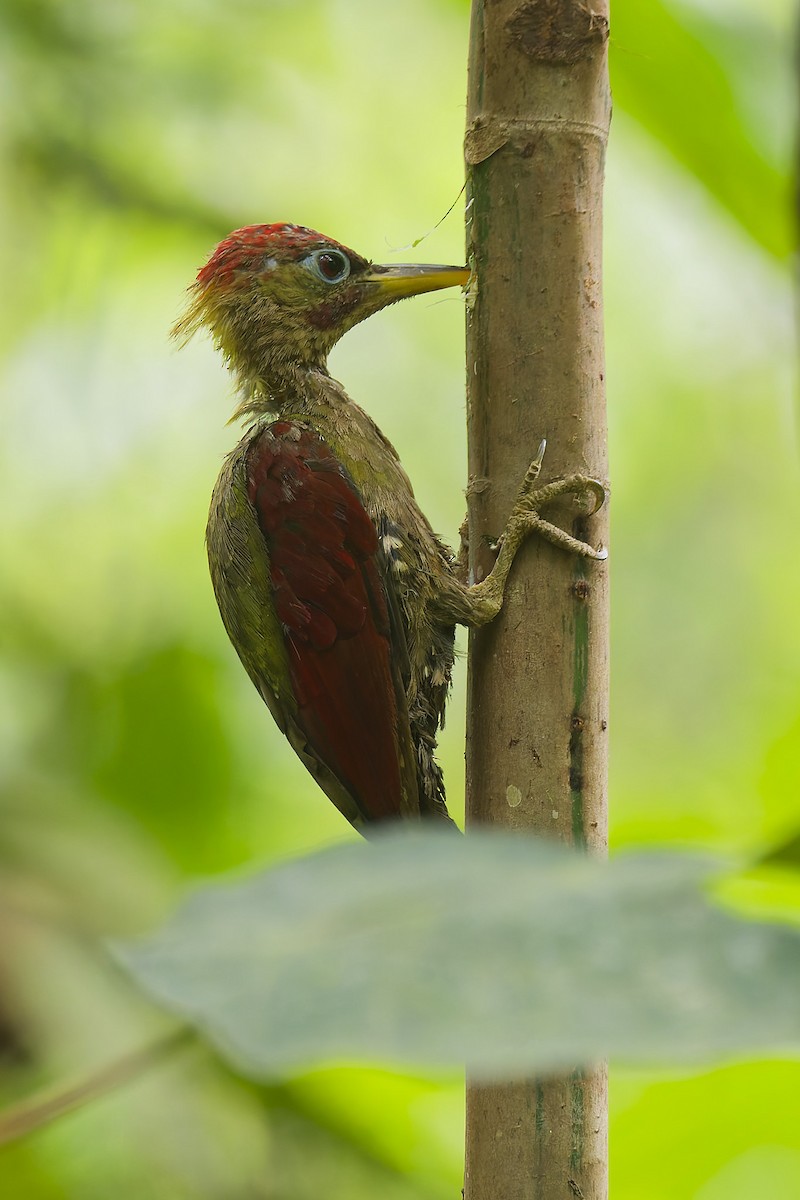 Crimson-winged Woodpecker - ML641235952
