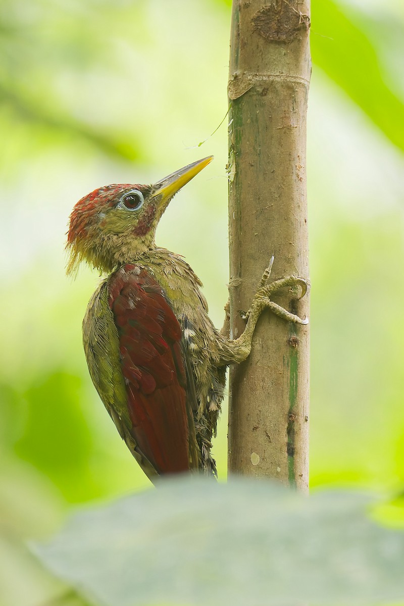 Crimson-winged Woodpecker - ML641235953