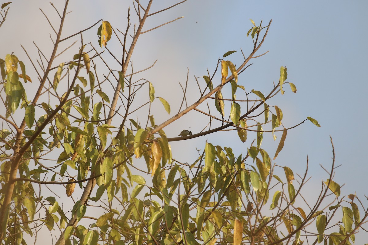 Yellow-rumped Tinkerbird - ML641235964