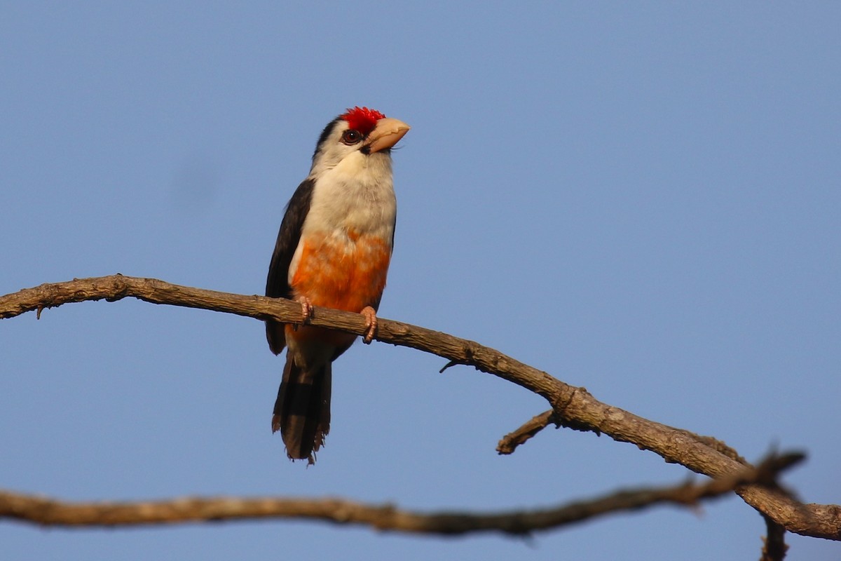 Black-backed Barbet - ML641235970