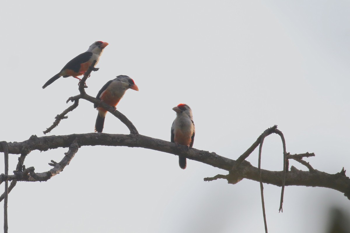 Black-backed Barbet - ML641235971