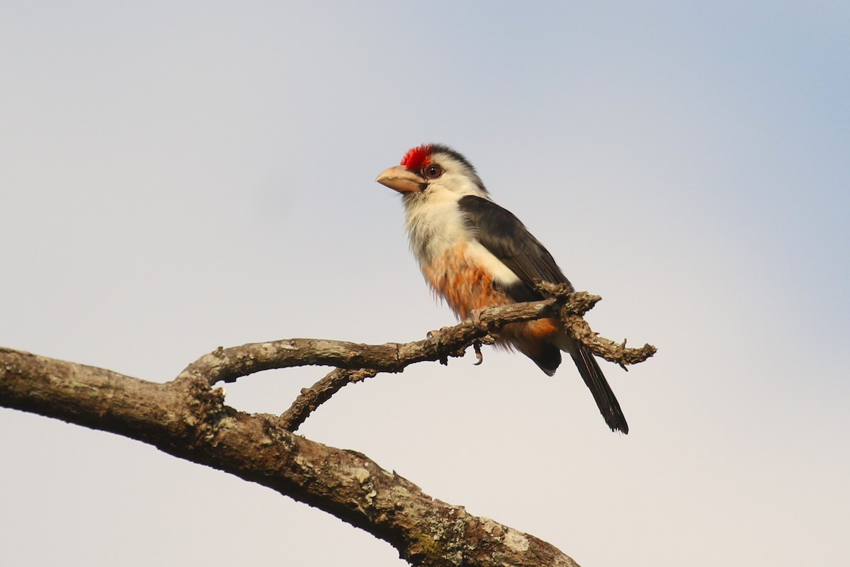 Black-backed Barbet - ML641235972