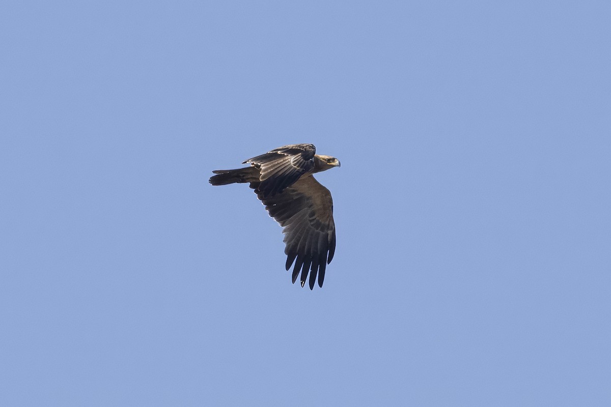 Tawny Eagle - ML641235989