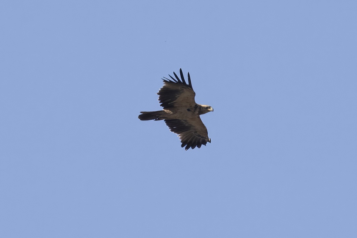Tawny Eagle - ML641235990