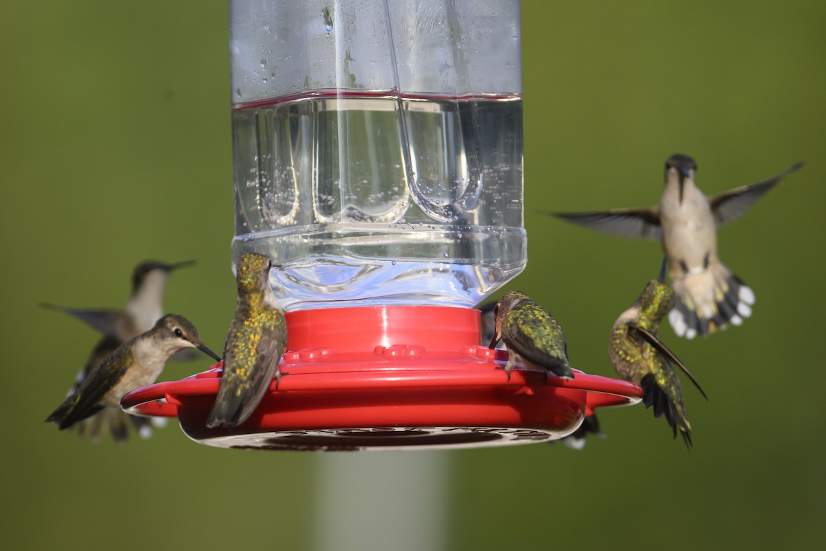 Ruby-throated Hummingbird - ML641236007