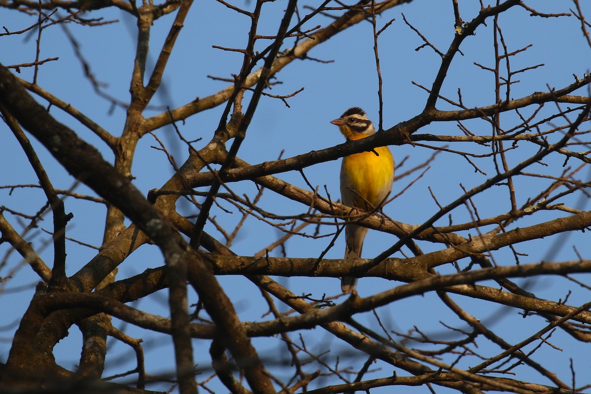 Golden-breasted Bunting - ML641236025