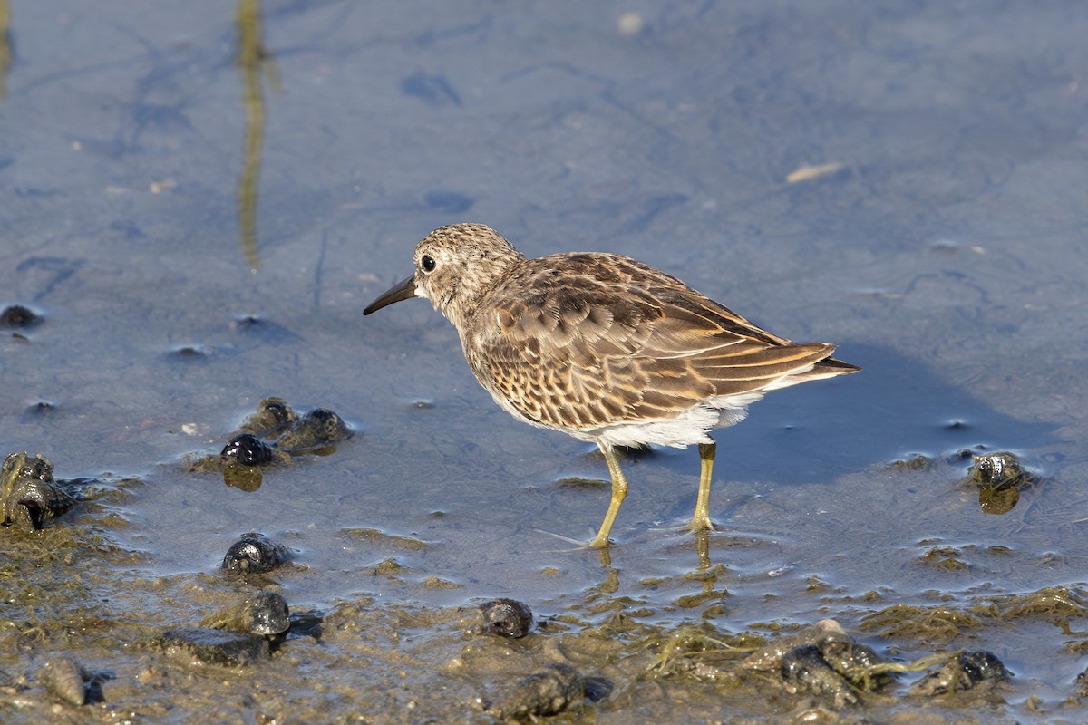 Least Sandpiper - ML641236037