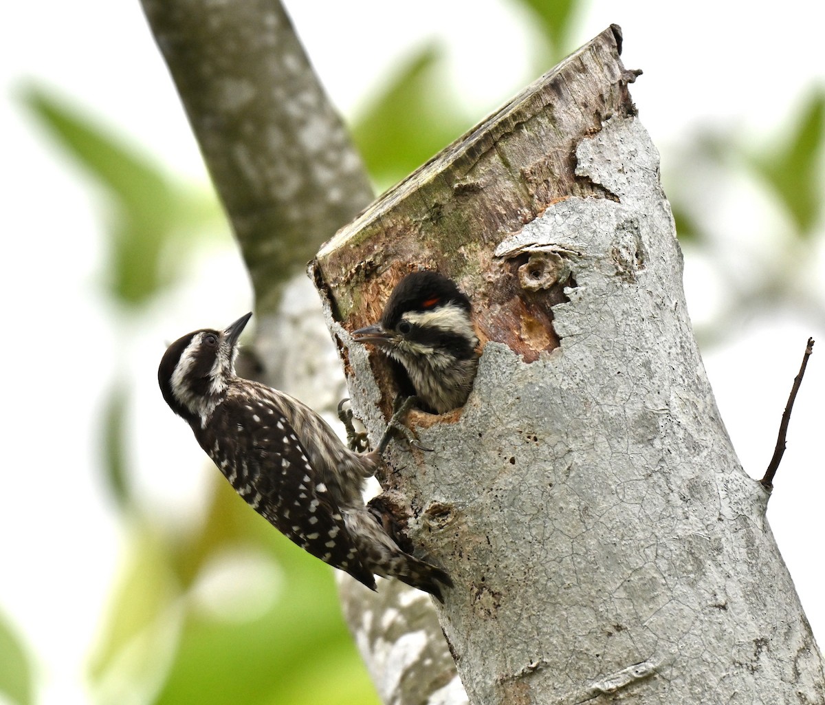 Sunda Pygmy Woodpecker - ML641236078