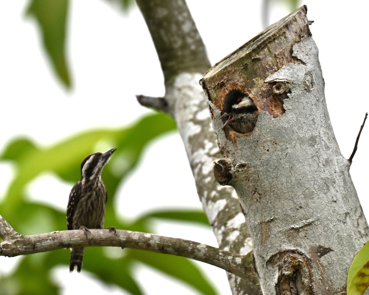 Sunda Pygmy Woodpecker - ML641236079
