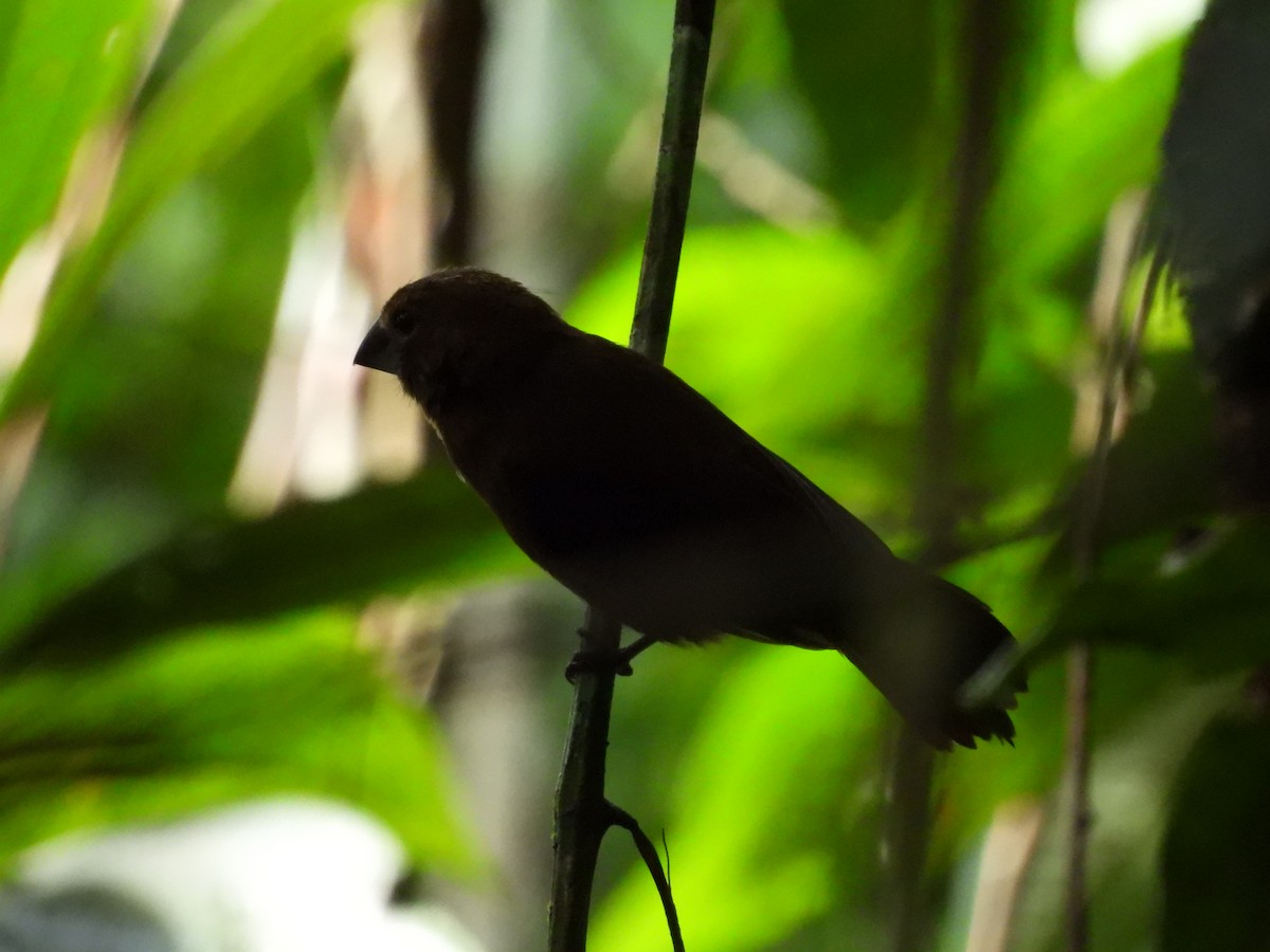 Blue-black Grosbeak - ML641236092