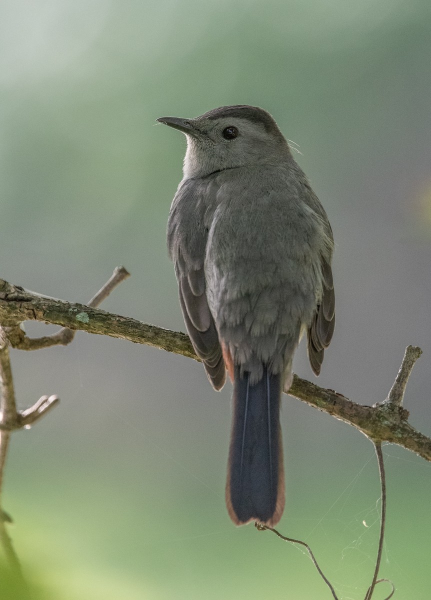 Gray Catbird - ML641236162