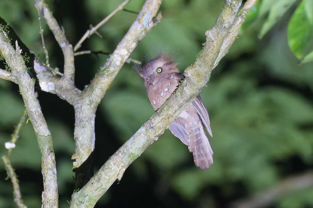 Blyth's Frogmouth - ML641236163