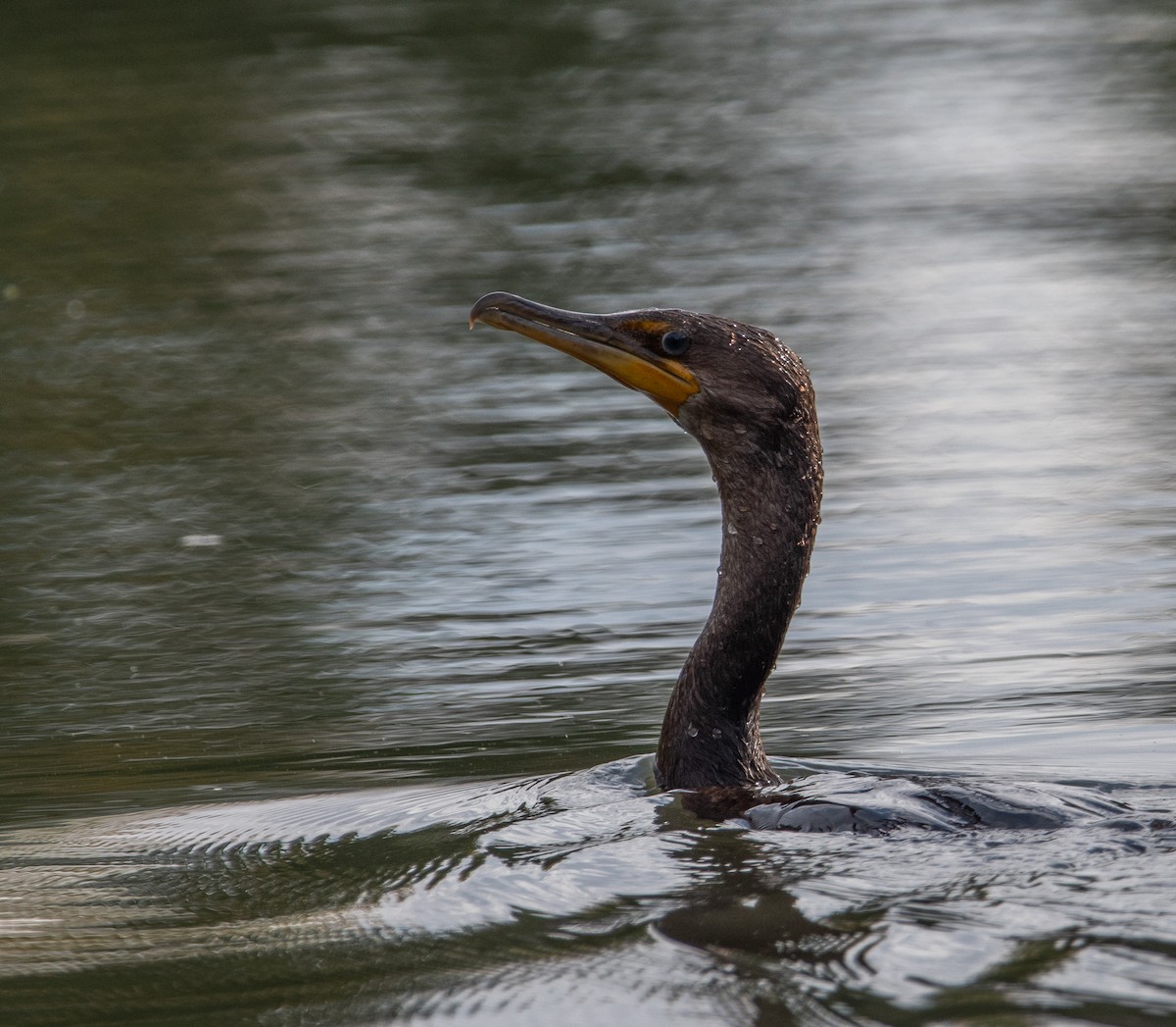 Double-crested Cormorant - ML641236180