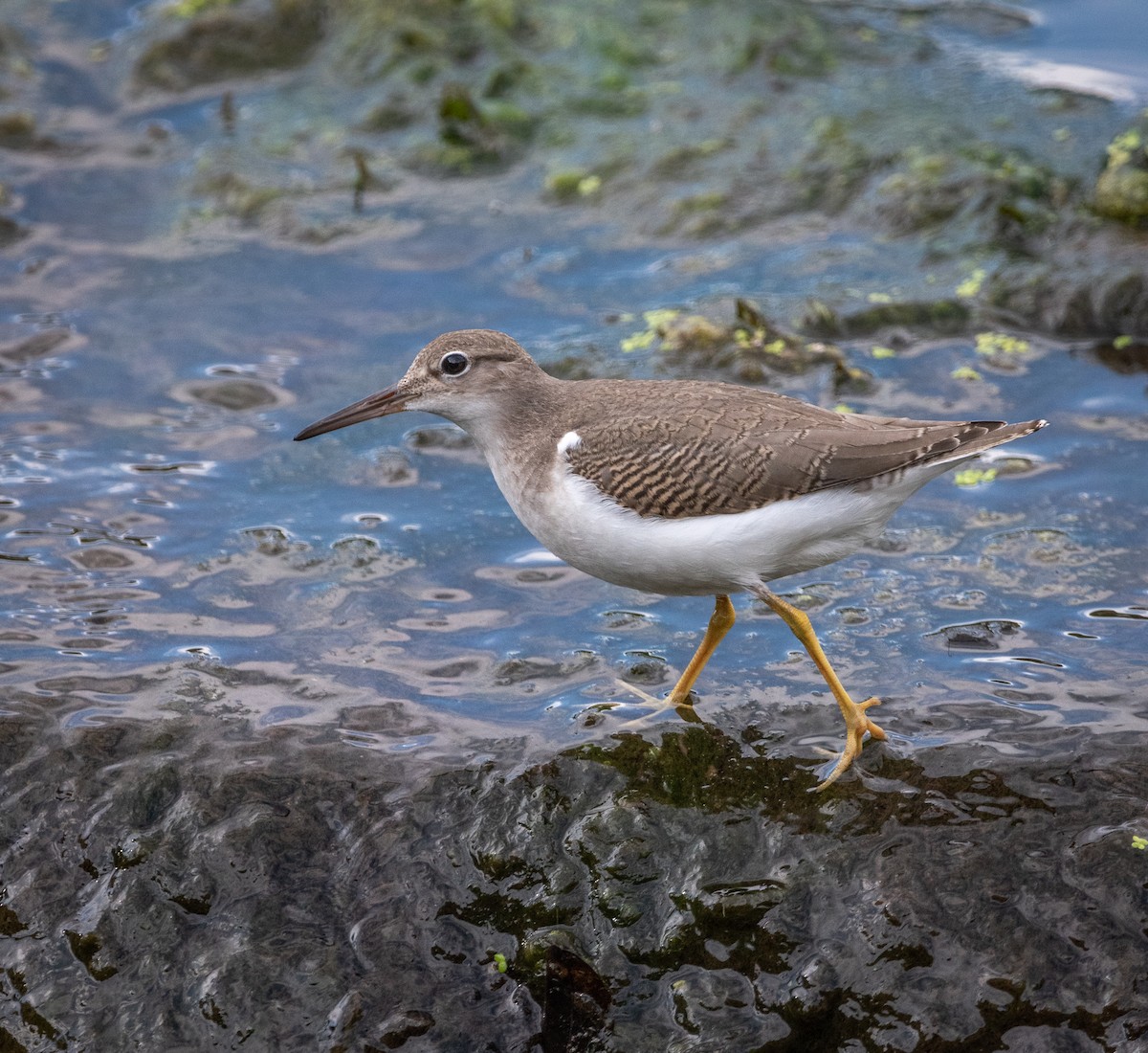 Spotted Sandpiper - ML641236186
