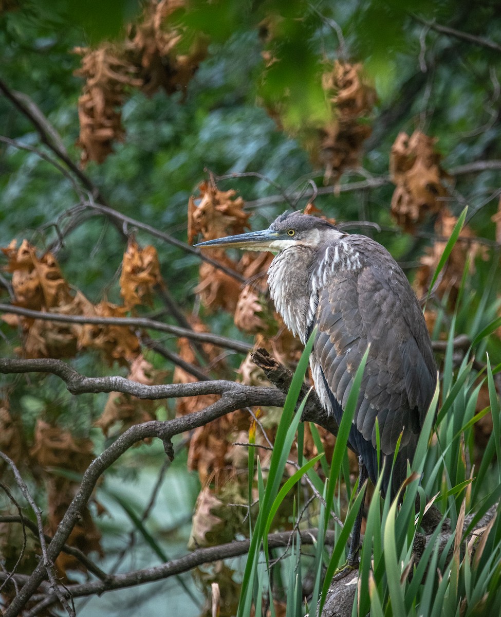 Great Blue Heron - ML641236192