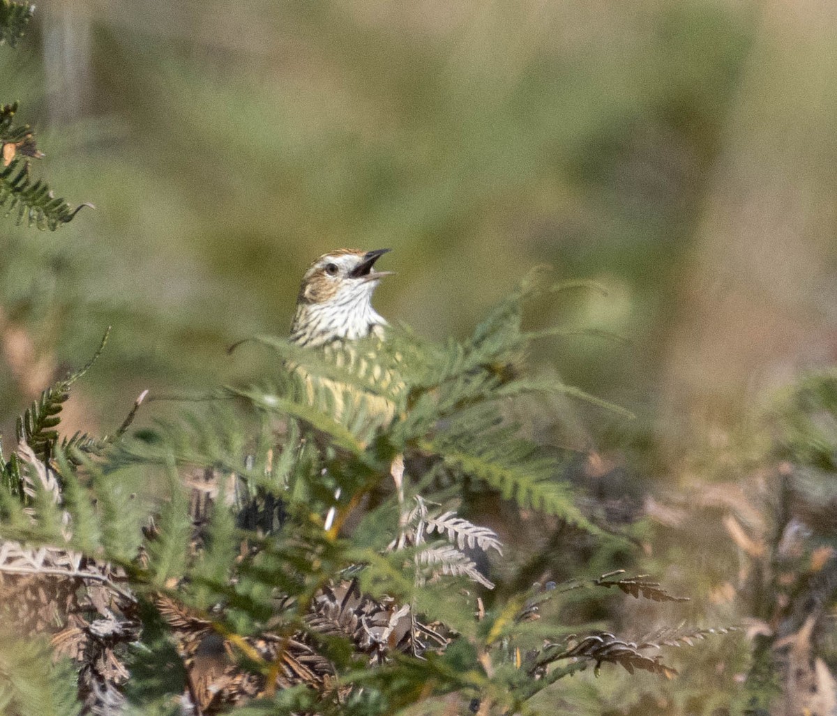 Striated Fieldwren - ML641236196