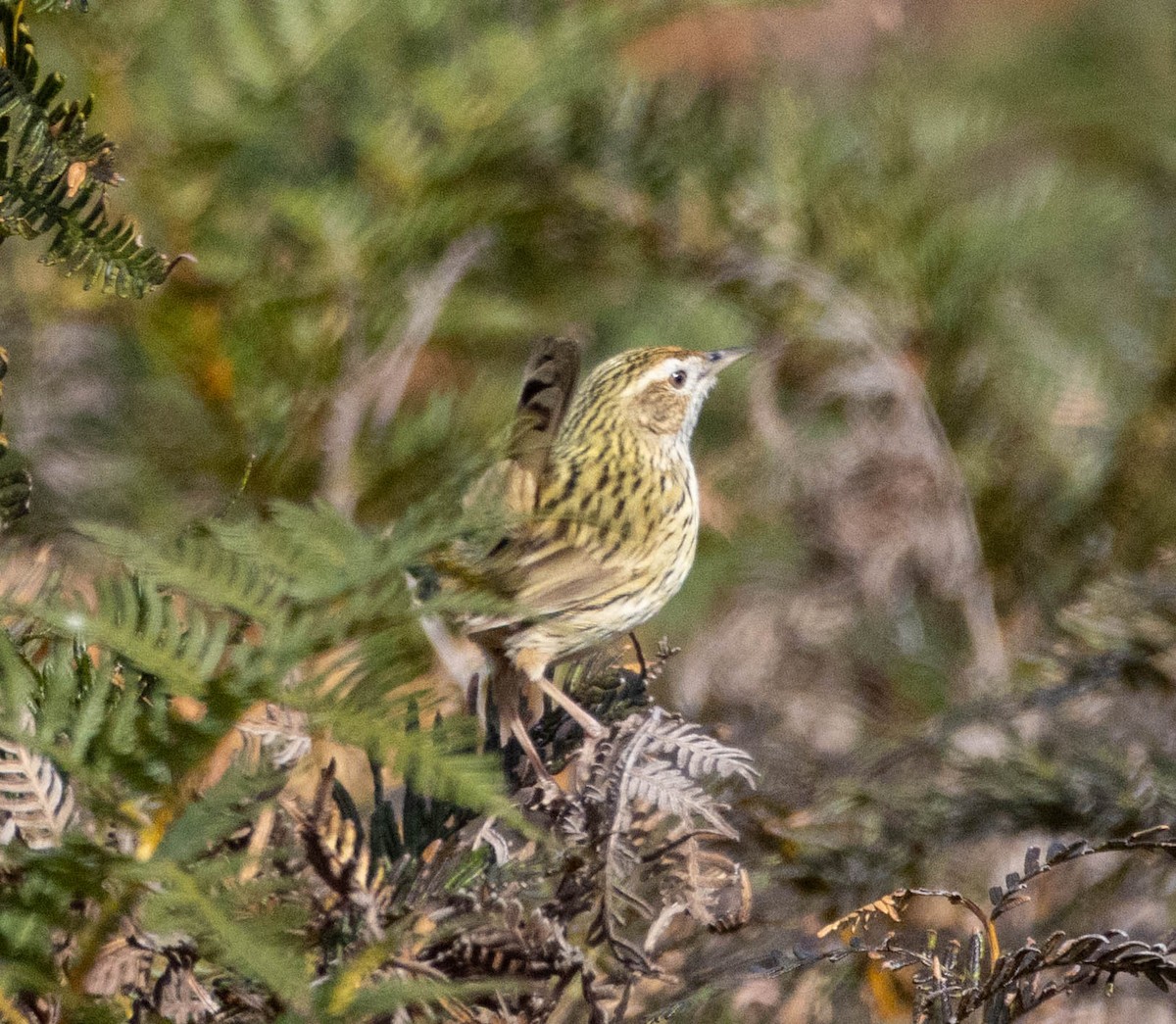 Striated Fieldwren - ML641236206