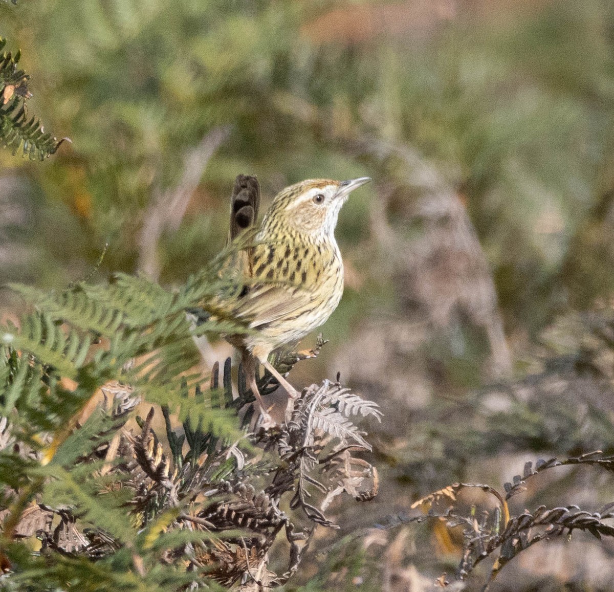 Striated Fieldwren - ML641236209