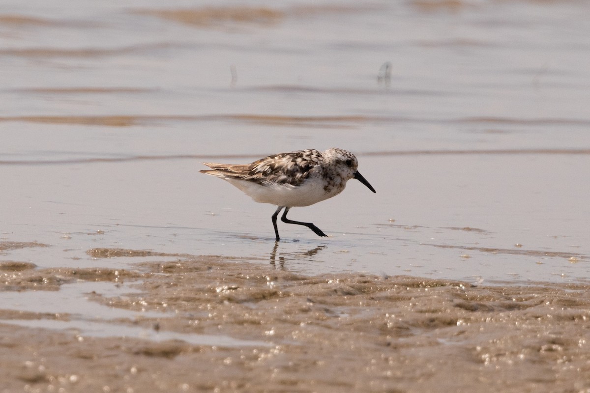 三趾濱鷸 - ML641236245