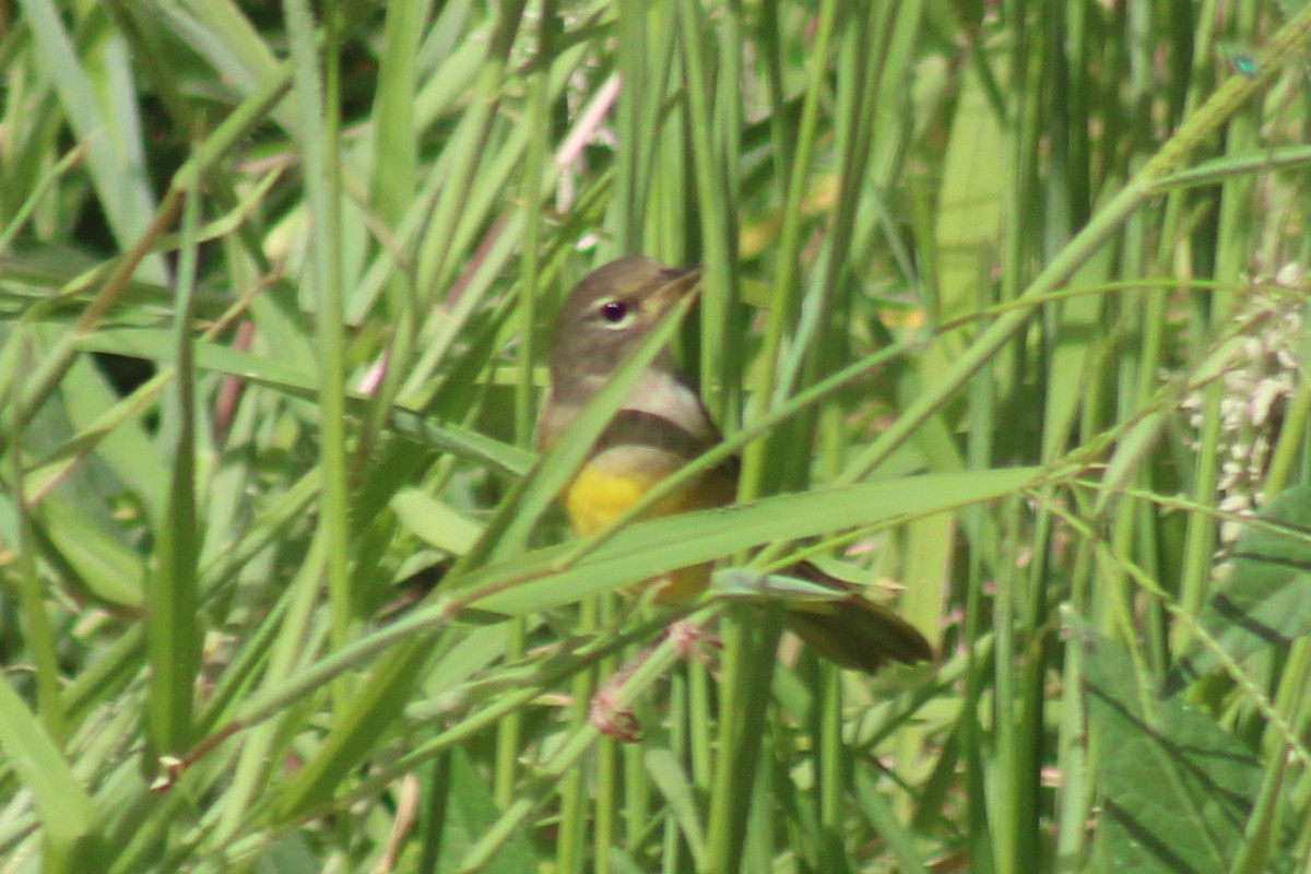 MacGillivray's Warbler - ML641236253