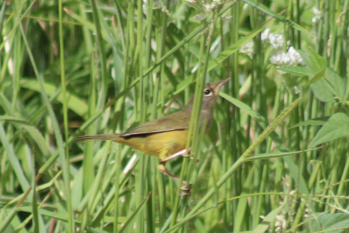 MacGillivray's Warbler - ML641236254