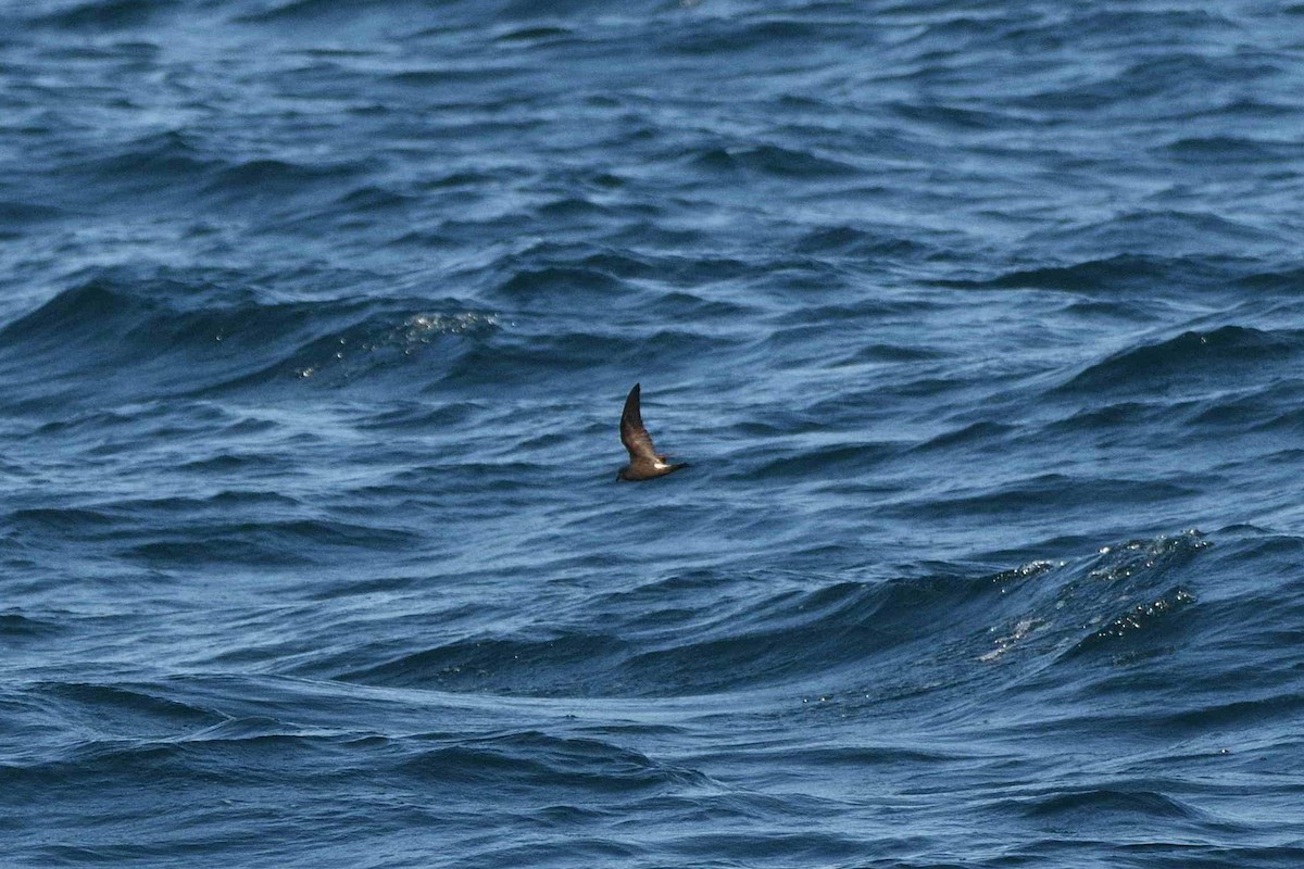 Leach's Storm-Petrel - ML641236277
