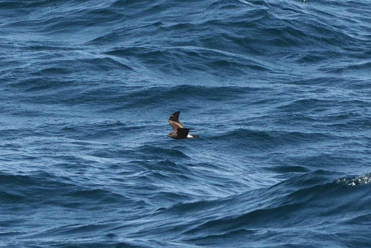 Leach's Storm-Petrel - ML641236278