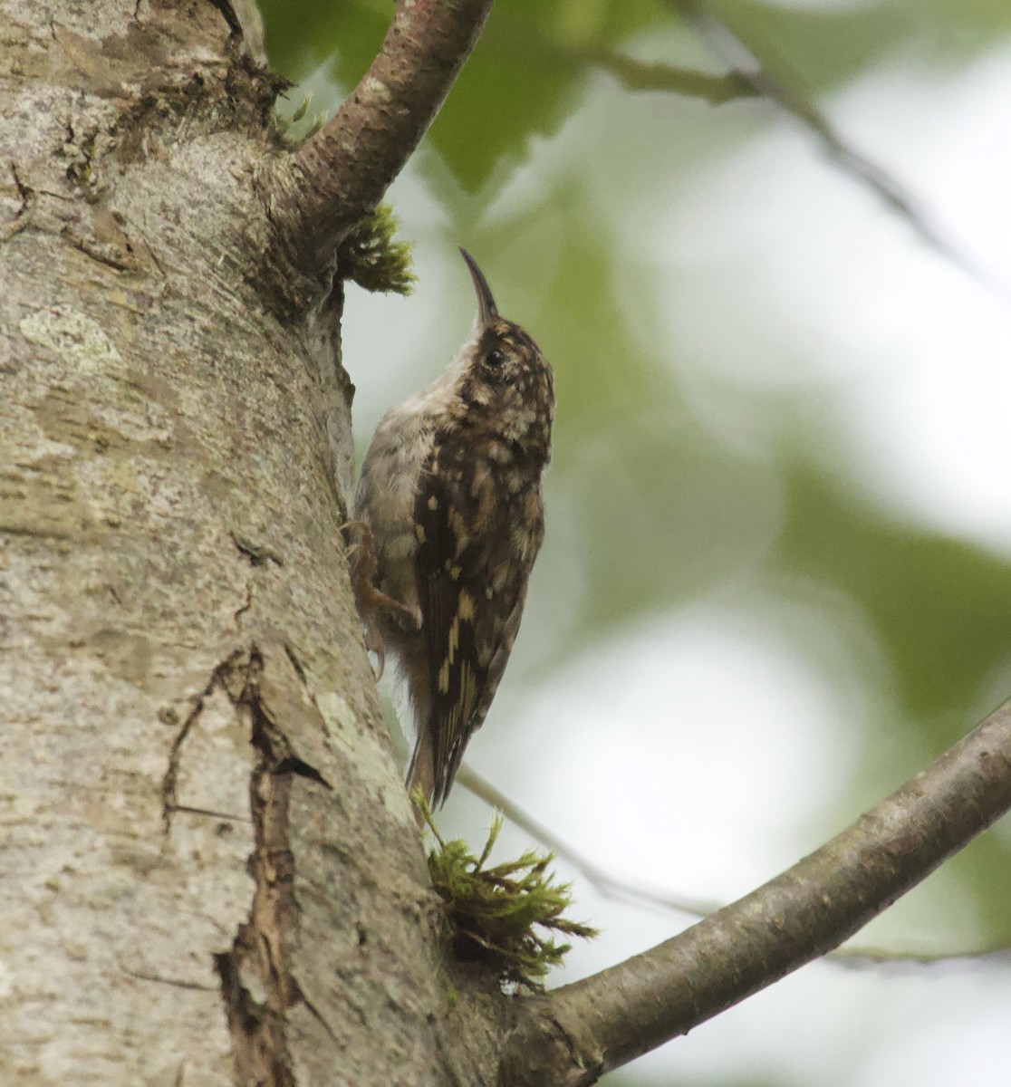Brown Creeper - ML641236281