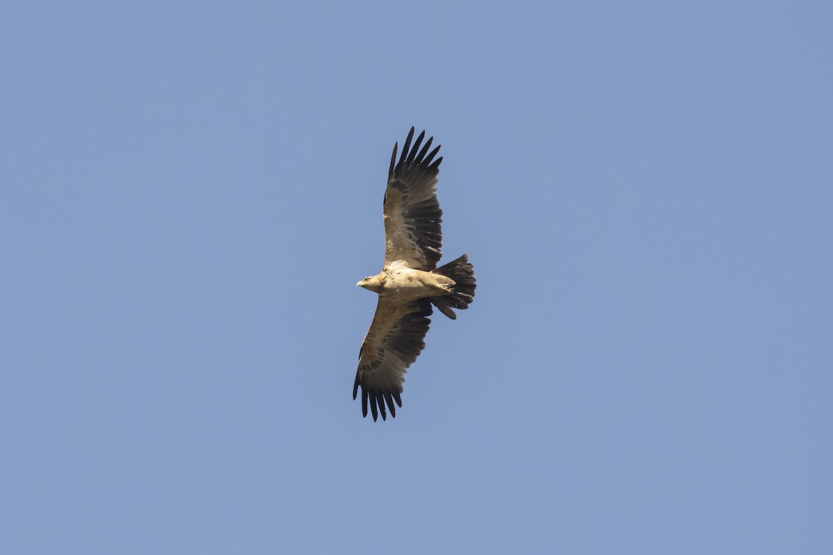 Tawny Eagle - ML641236306