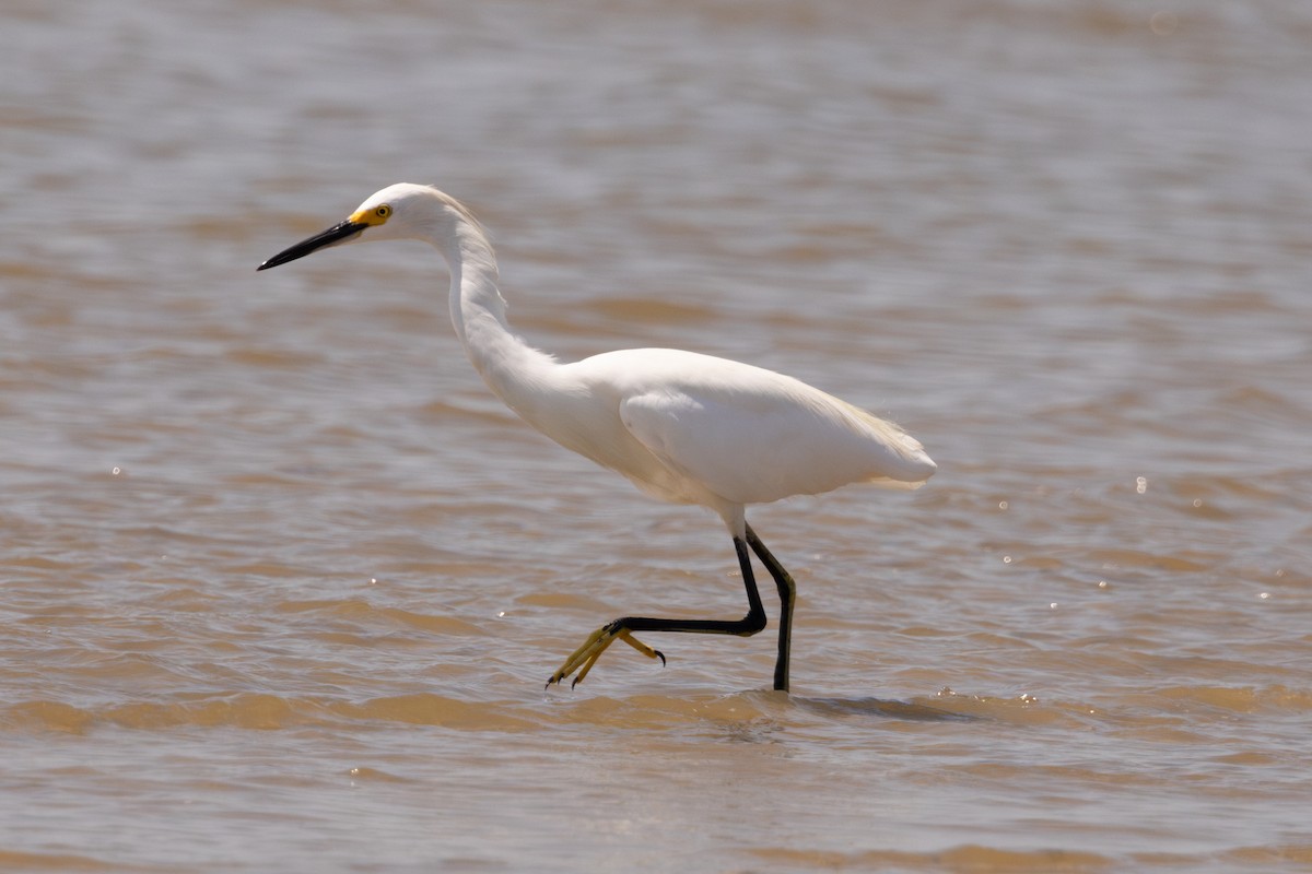 Snowy Egret - ML641236330