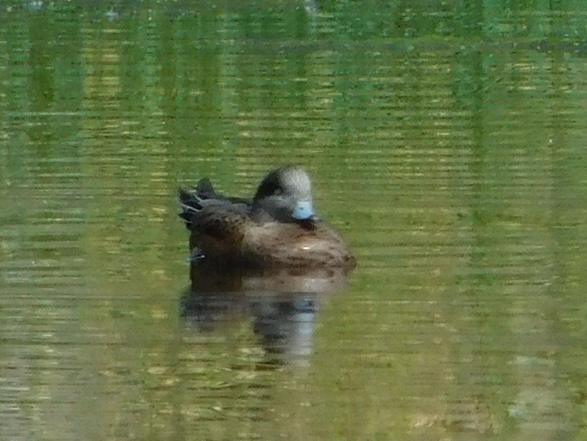Canard d'Amérique - ML641236338