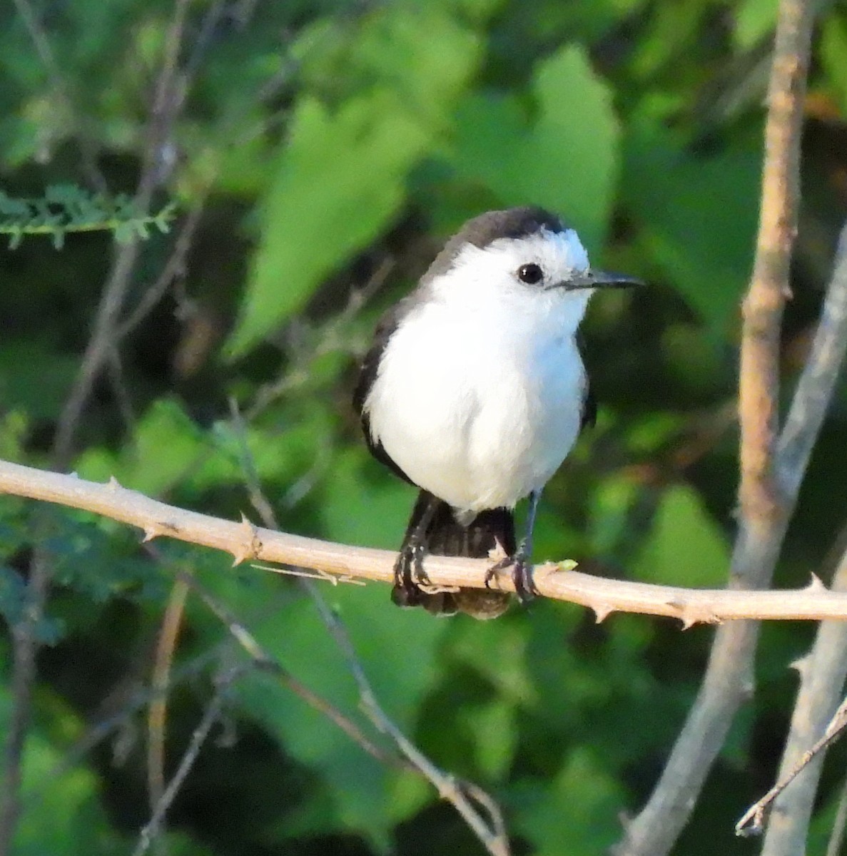 Black-backed Water-Tyrant - ML641236382