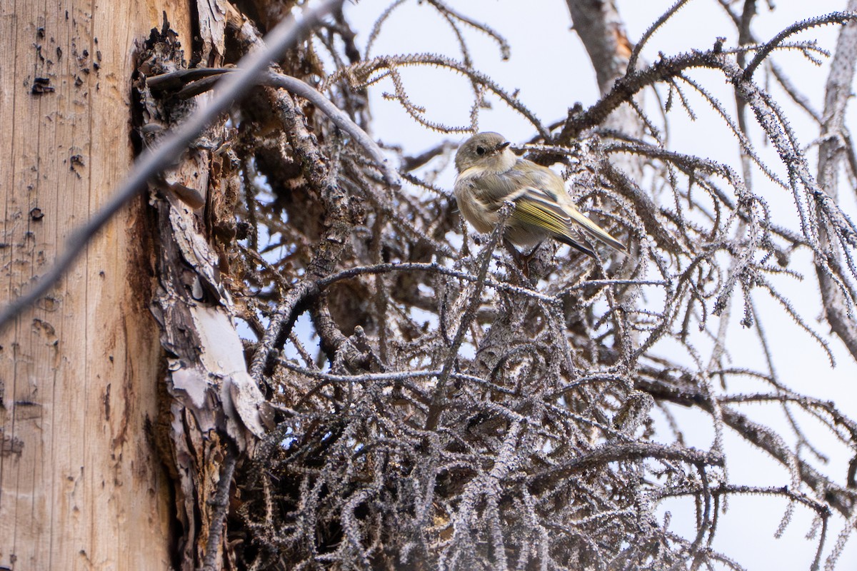 Ruby-crowned Kinglet - ML641236458