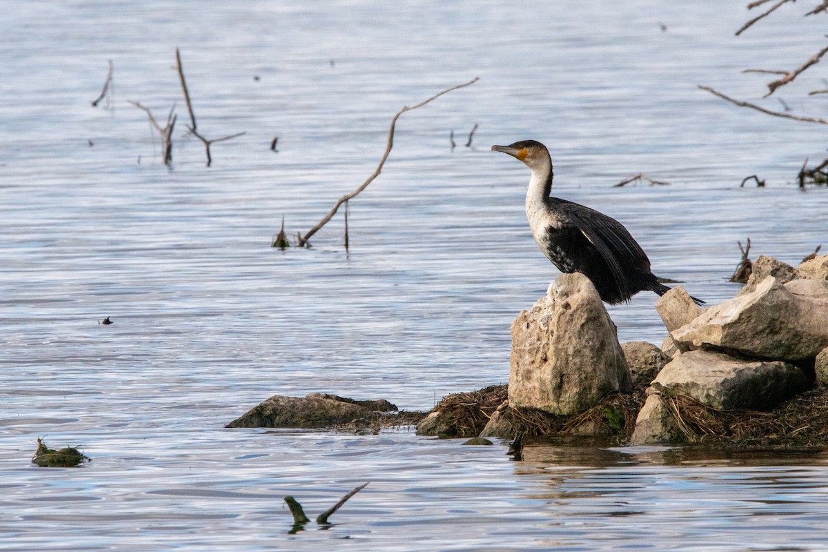 Great Cormorant (White-breasted) - ML641236465
