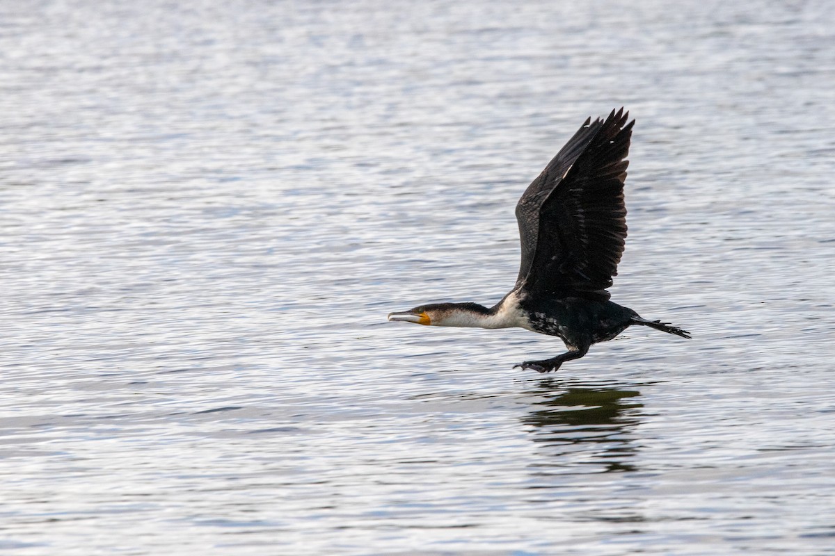 Great Cormorant (White-breasted) - ML641236466