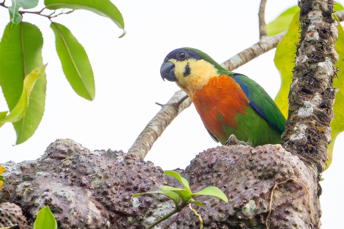 Blue-fronted Fig-Parrot - ML641236468
