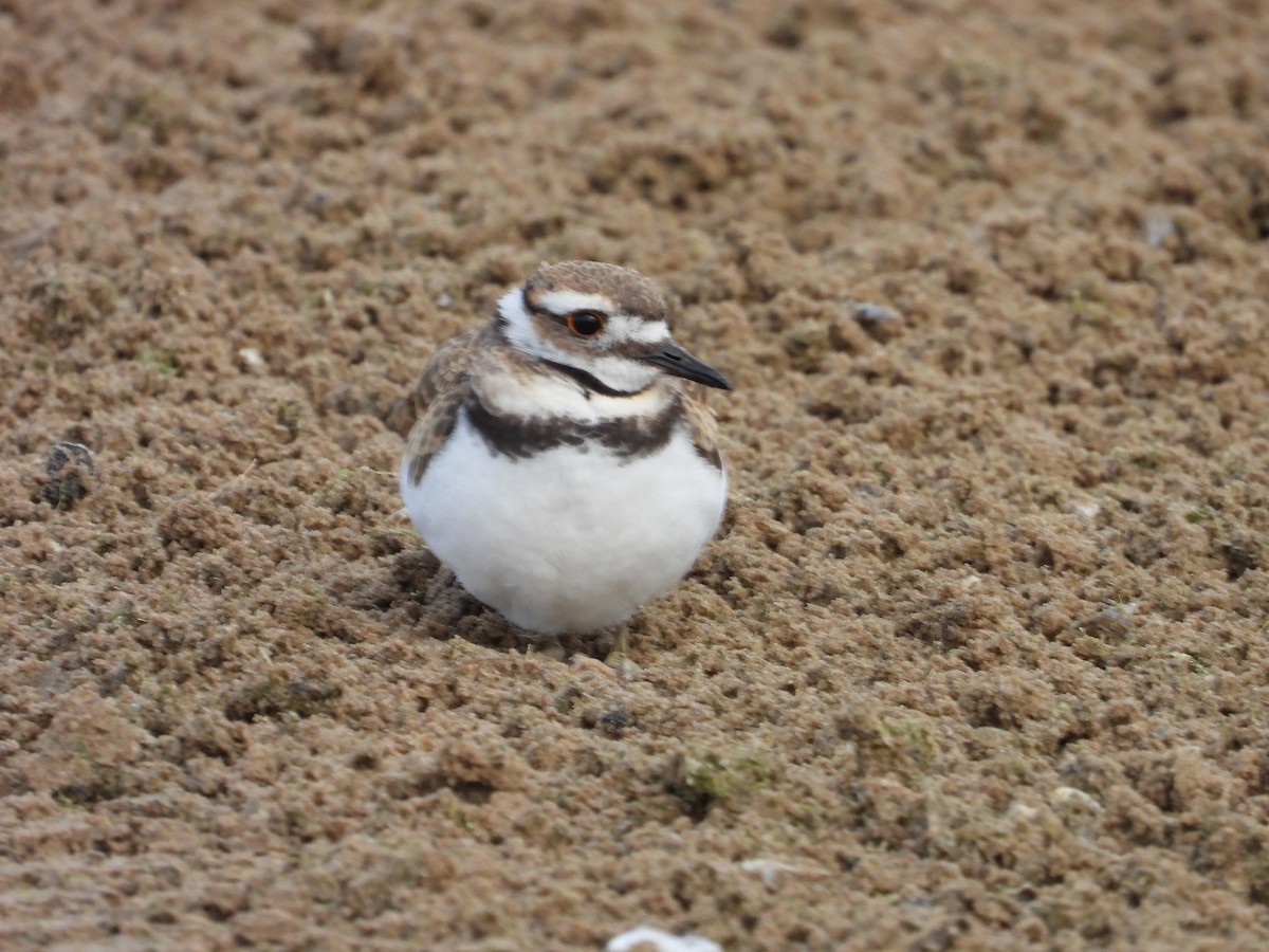 Killdeer - ML641236504