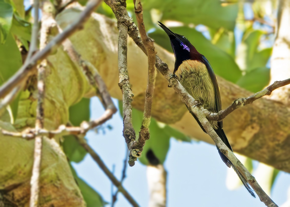 Black-throated Sunbird - ML641236524