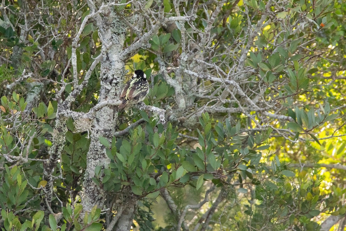 Rotstirn-Bartvogel - ML641236547