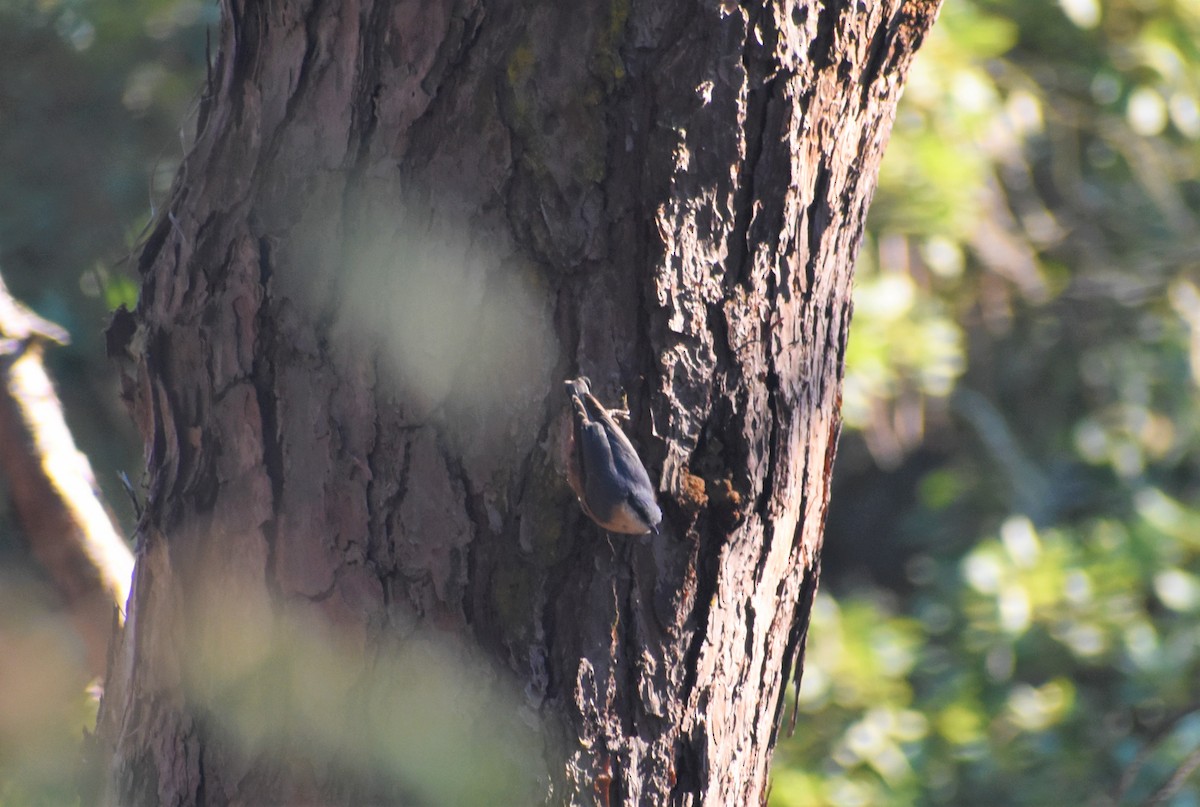 Eurasian Nuthatch - ML641236602