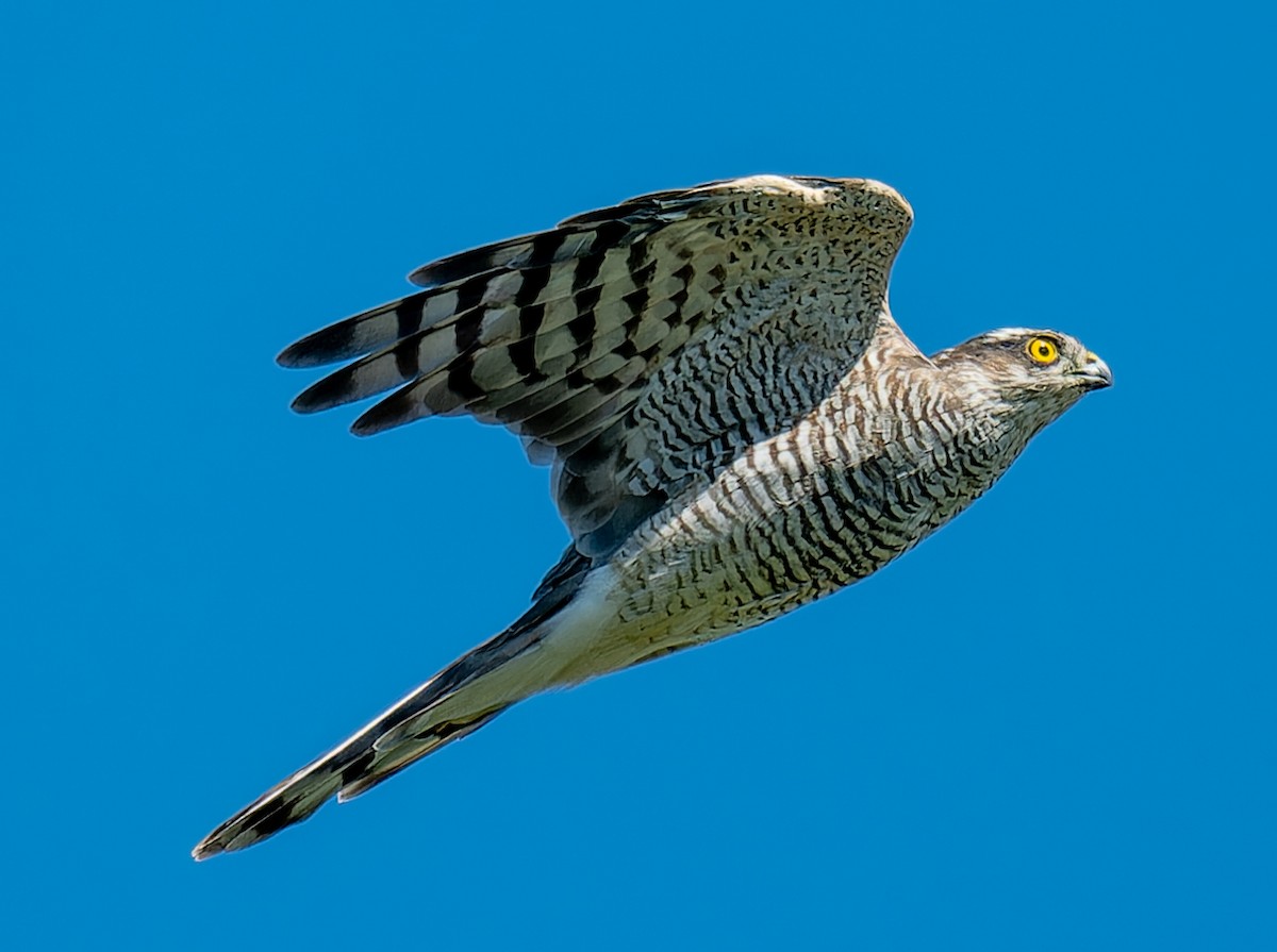 Eurasian Sparrowhawk - ML641236605