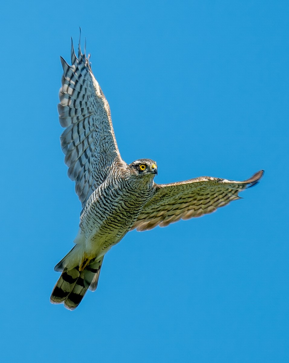 Eurasian Sparrowhawk - ML641236606