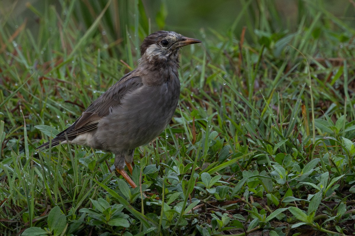 White-cheeked Starling - ML641236654