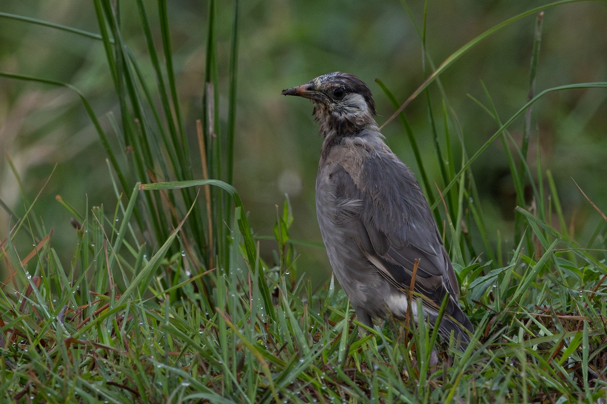 White-cheeked Starling - ML641236655