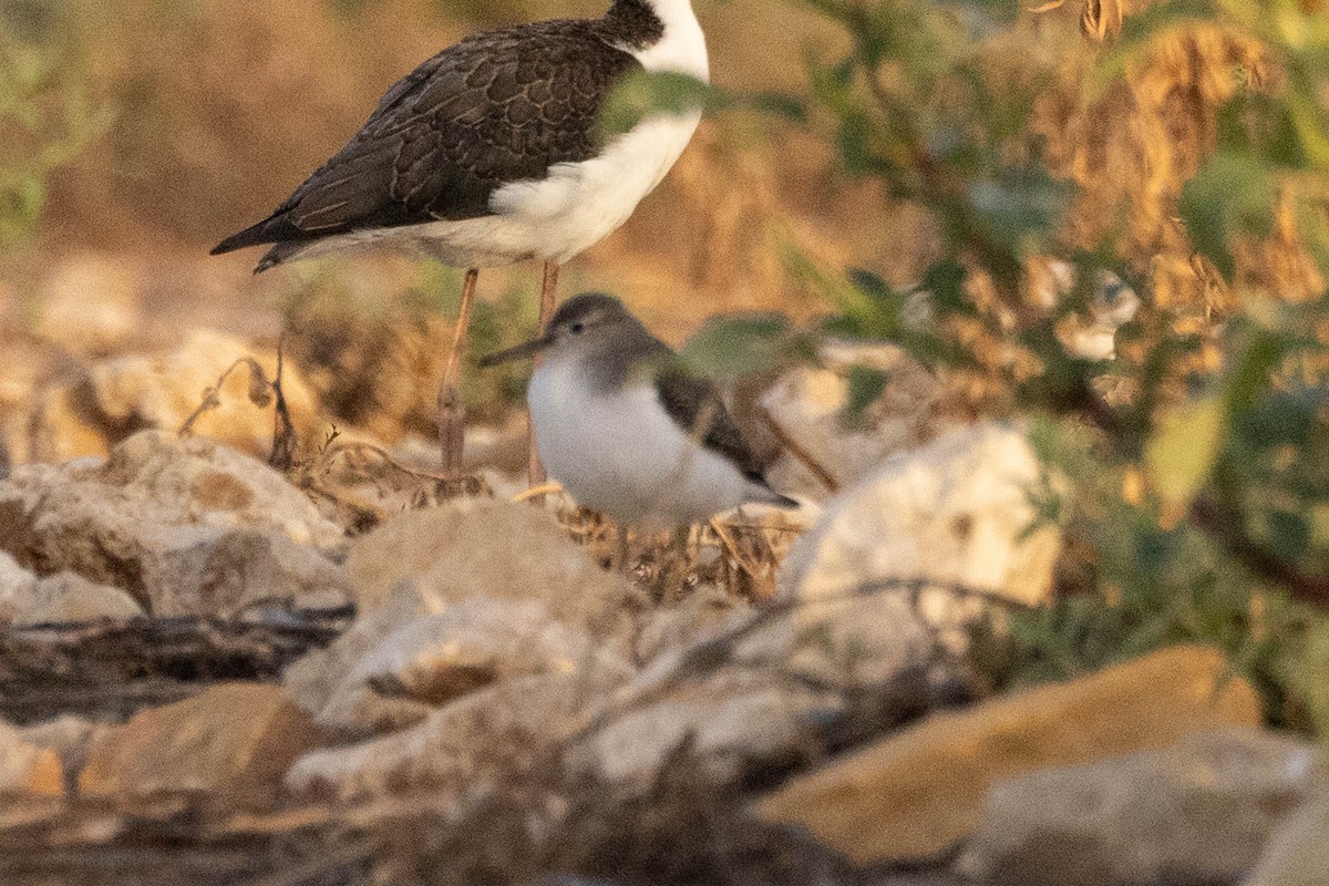 Spotted Sandpiper - ML641236676