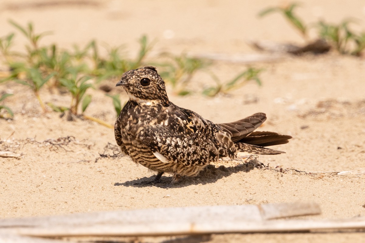 Common Nighthawk - ML641236703