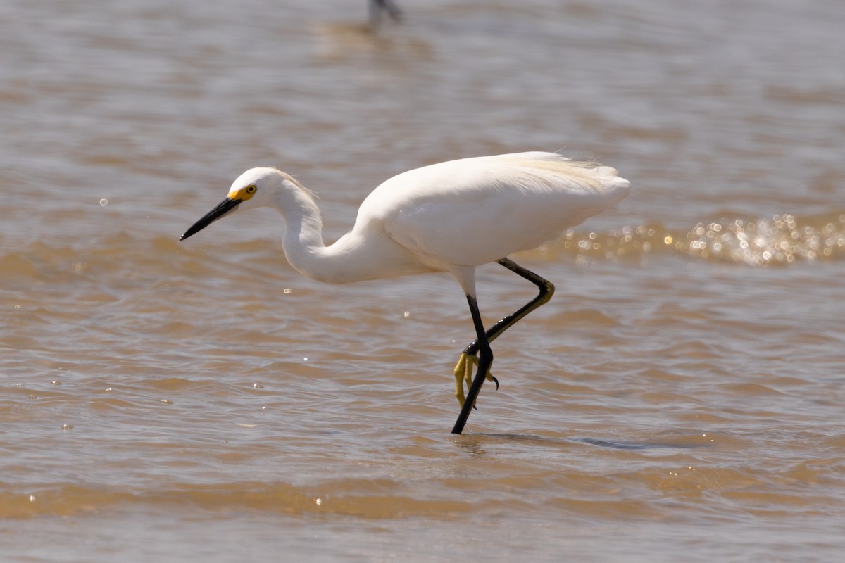 Snowy Egret - ML641236705